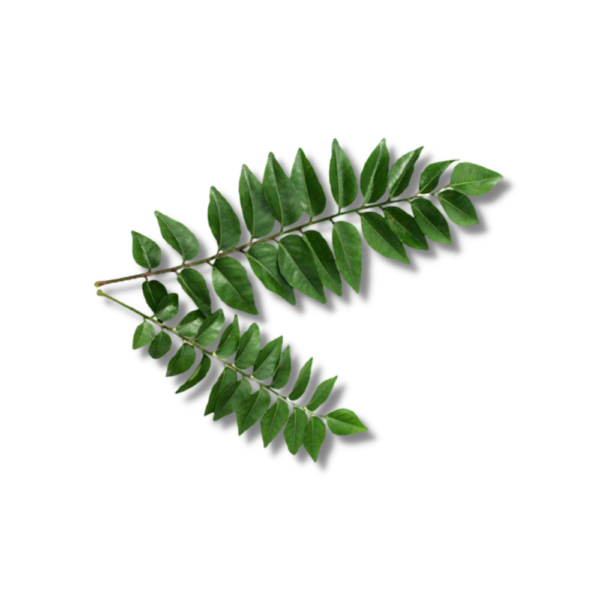 Curry Leaves (1 Pack)