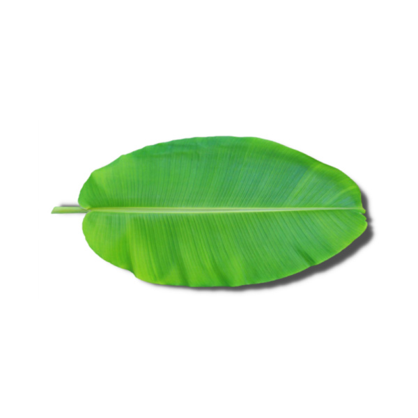 BANANA LEAFPLANTAIN LEAF ( VAZHA EZHAI)