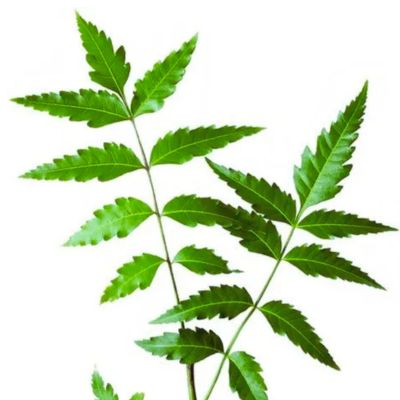 A pack of fresh, green neem leaves.