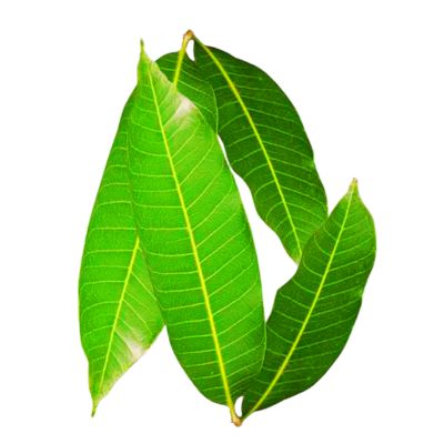 Pack of 4 Mango Leaves for religious and cultural use from Spice Supermarket LTD.